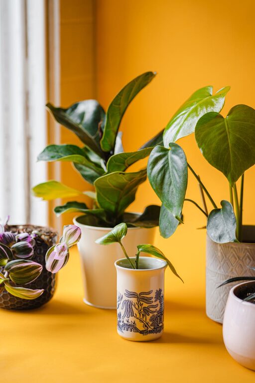 How to Refresh Your Home with Plants: Easy Tips for a Greener Space